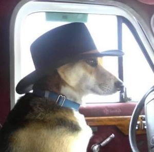 Meet your Posher, Brenda